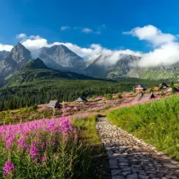 Kamienista ścieżka prowadzi przez kwiecistą łąkę do schroniska na hali Gąsienicowej. W tle majestatyczne Tatry.